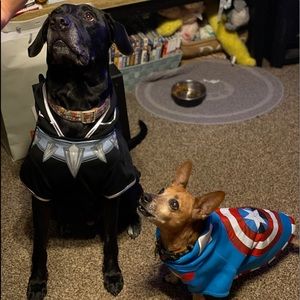 Meet your Posher, Gilbert jr